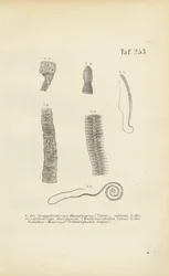 Vers parasites de l
