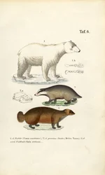 Ours polaire, blaireau et carcajou avec détails anatomiques