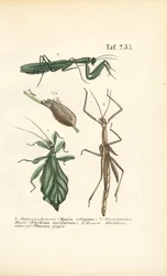 Mantes religieuses et insectes en bâton
