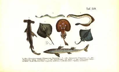 Poissons et raies primitifs
