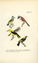Pie-grièche écorcheur, pie-grièche masquée, loriot doré et oiseau régent