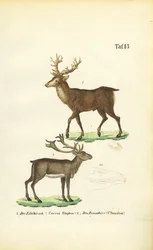 Cerfs et rennes