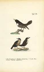 Ouzel en anneau et Cincle plongeur à gorge blanche