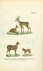 Chevreuil, cerf musqué et cerf souris