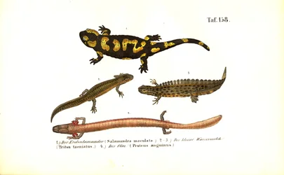 Salamandres et tritons sous différentes formes de développement
