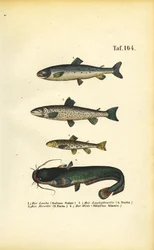 Saumon, truite et poisson-chat