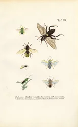 Les mouches à scie et leurs espèces