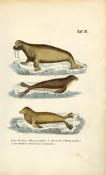 Lion de mer, otarie à fourrure et morse