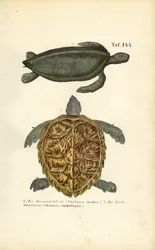 Tortues de mer : Tortue de mer verte et tortue de mer imbriquée