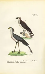 Oiseau secrétaire et balbuzard pêcheur