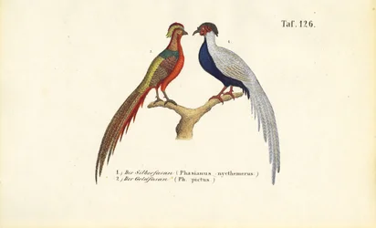 Faisan argenté et faisan doré