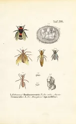 Insectes sociaux avec stades de développement