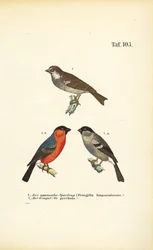 Bruant espagnol et Bouvreuil d