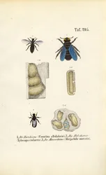 Les espèces d