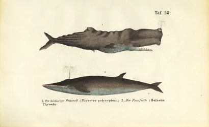 Cachalot et rorqual commun