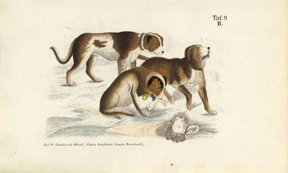 Chiens du Saint-Bernard en sauvetage