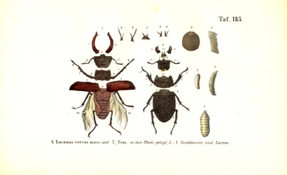 Coléoptère avec anatomie et stades de développement