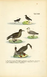 Pétrel tempête, grand labbe, albatros et bernache cravant