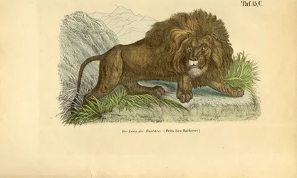 Le lion de Barbarie