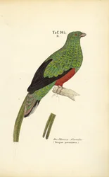 Le quetzal pavonin