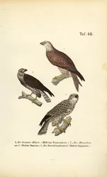 Trois oiseaux de proie européens