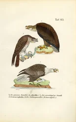 Trois espèces d