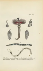 Ver tubulaire, ver plat et parasites