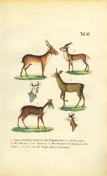 Diverses espèces d