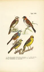 Diverses espèces de bruants