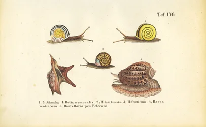 Divers escargots terrestres et marins