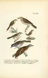 Diverses fauvettes des roseaux et bécasseaux