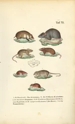 Diverses espèces de Muridae