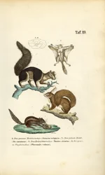 Diverses espèces d