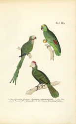Diverses espèces de perroquets tropicaux