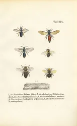 Diverses espèces d