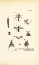 Diverses espèces de mouches avec leurs stades de développement