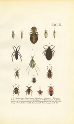 Divers parasites et punaises