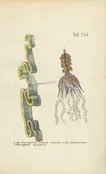 Gaine de Vénus et utriculaire