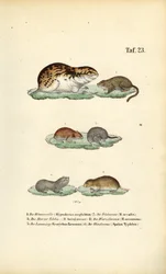 Campagnols et rongeurs apparentés