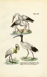 Cigogne blanche, spatule et ibis sacré