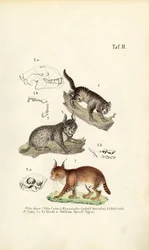 Chats sauvages avec détails anatomiques