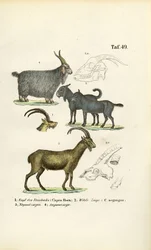 Chèvres sauvages et espèces de chèvres avec détails anatomiques
