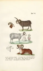 Les moutons sauvages et leurs variétés