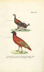 Dindon sauvage et satyre Tragopan
