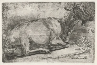 Chèvre couchée