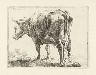 Vache debout