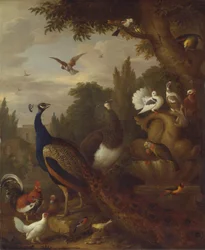 Paon, paonne, perroquets, canari et autres oiseaux dans un parc