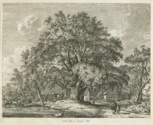 Blithfield - Orme champêtre