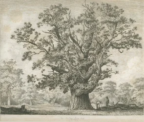 Needwood - Chêne de Swilcar