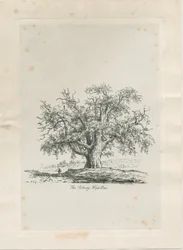 Tutbury - "Orme de Wych": gravure, vers 1820